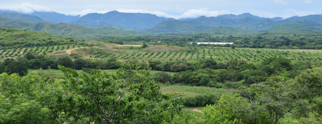 Simply Natural Los Olivos Plantation, Coclé Province, Panama