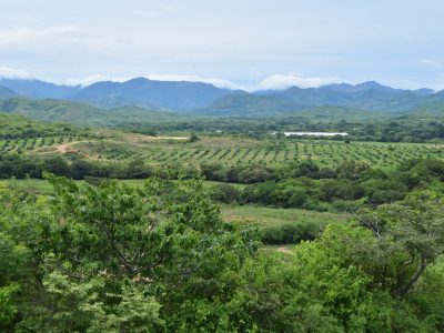 Simply Natural Los Olivos Plantation, Coclé Province, Panama