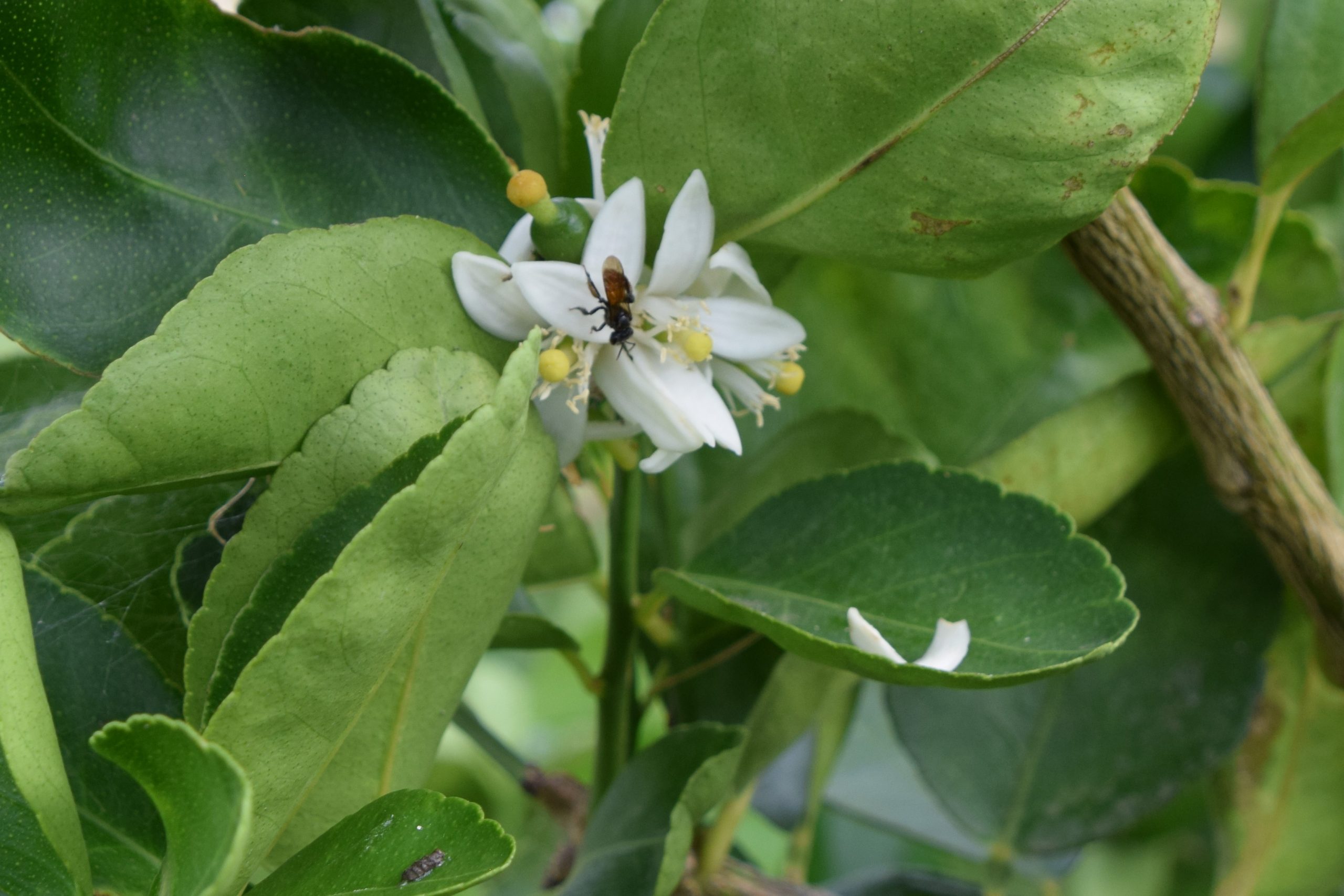 lime tree, lime flower