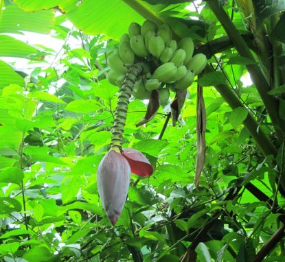 Banana Flower On Bastimentos Island, Bocas Del Toro, Panama