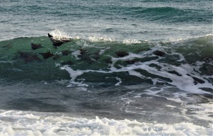 Sting Ray Feeding Frenzy In The Waves At Playa La Barqueta, Just South Of David In Panama