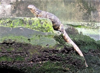 Monitor Lizards Are Common In The Khlongs (canals) Of Bangkok. This Guy Was About Six Feet Long
