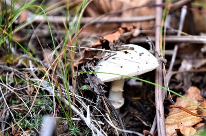 Mushroom In Acadia National Park Near Bar Harbor, Maine