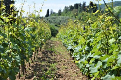 Vineyard Near Sienna, Italy