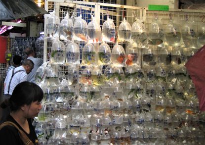 Hanging "fish Markets" In Hong Kong Support The Popular Aquarium Hobby