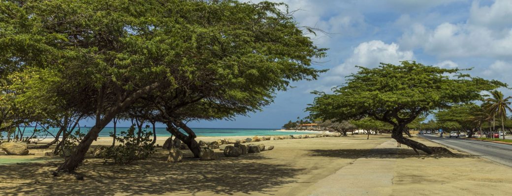 Aruba Wind Swept Trees