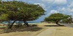 Aruba wind swept trees