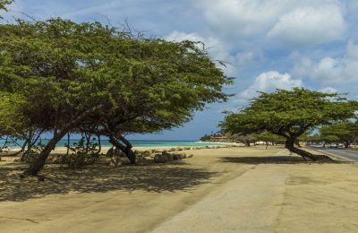 Aruba wind swept trees