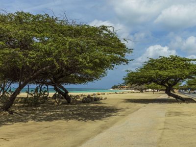 Aruba Wind Swept Trees