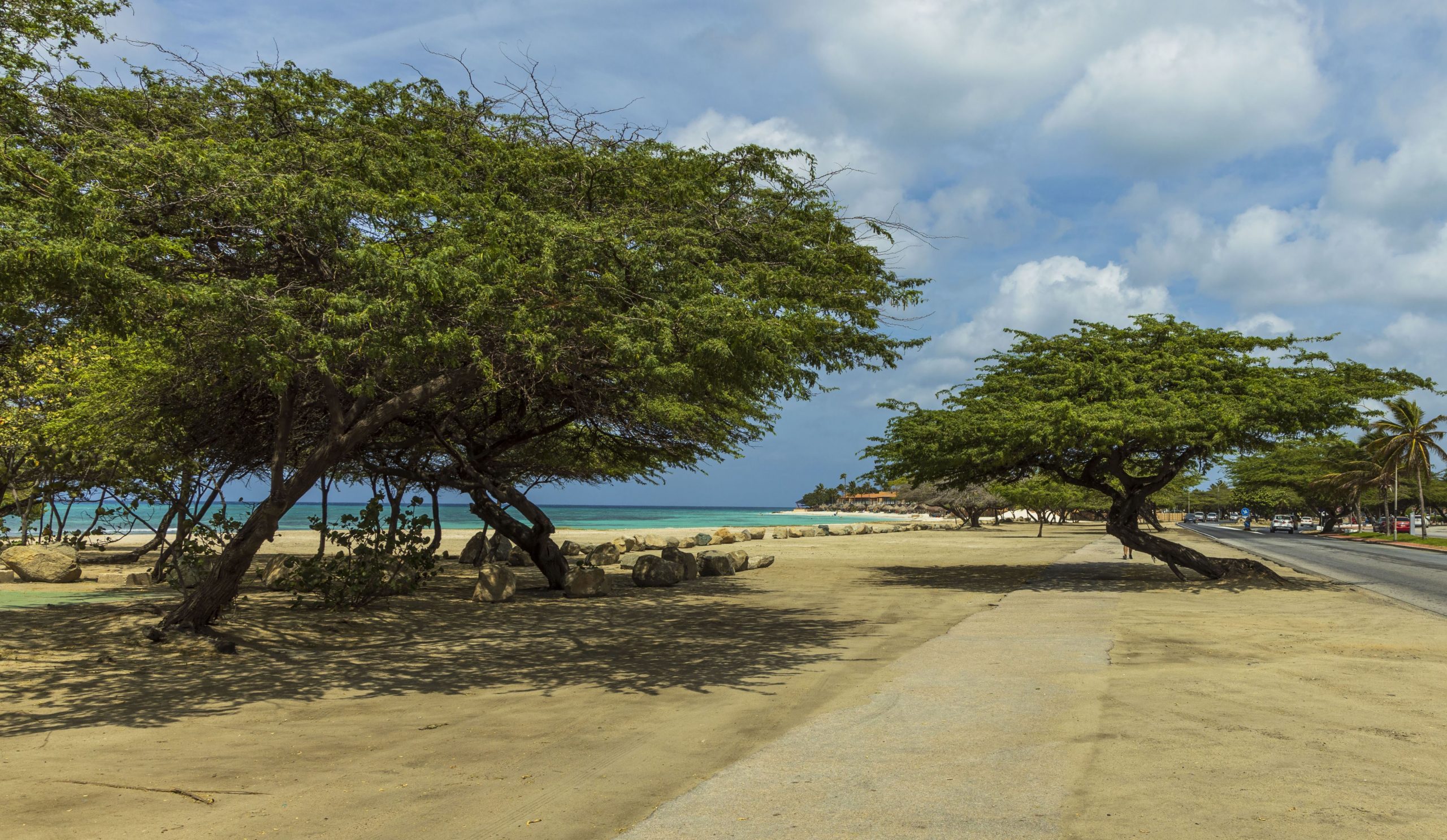 Aruba wind swept trees