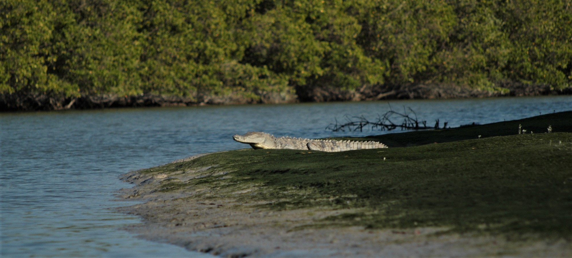 Crocodile on mud flat, Everglades National Park