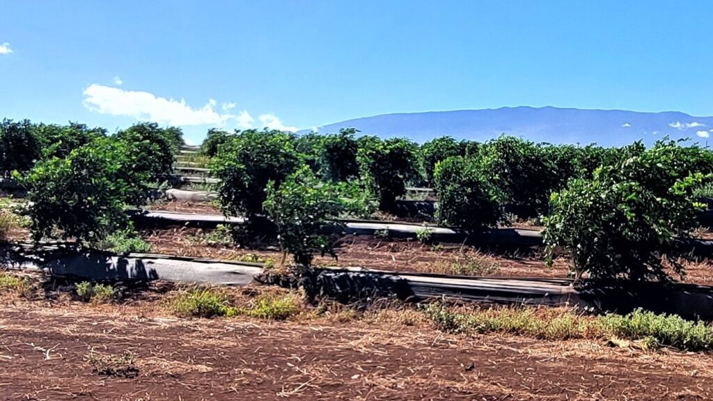 Maui Mahi Pono Lime Farm