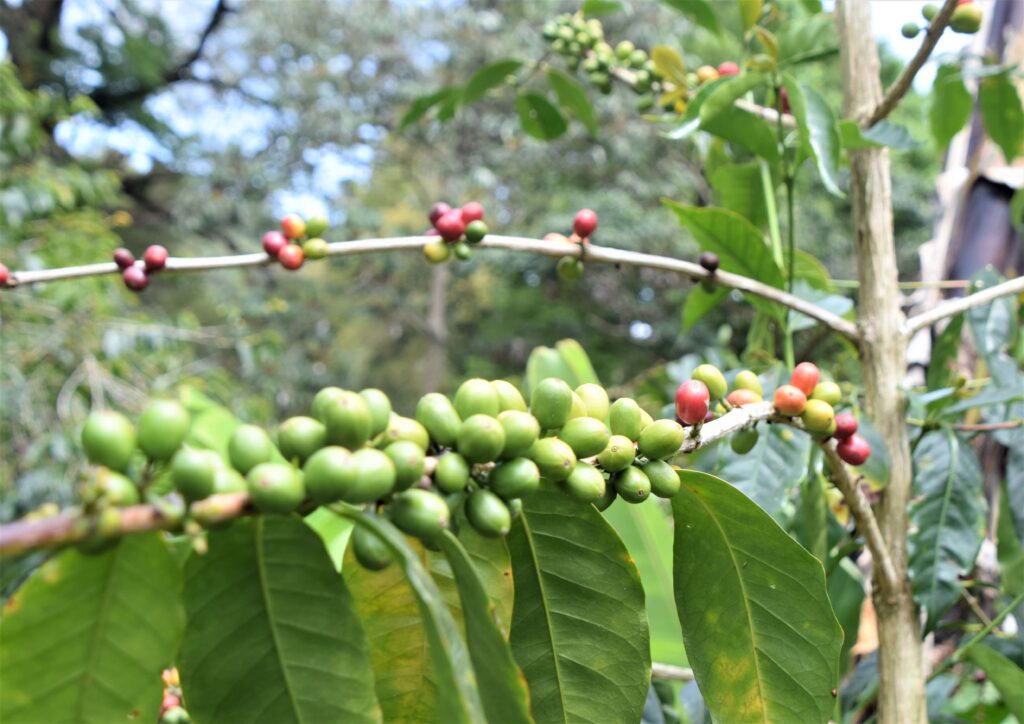 AgroNosotros Coffee Farm
