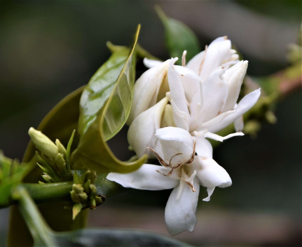 AgroNosotros Coffee Farm - Coffee Flower