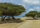 Aruba wind swept trees